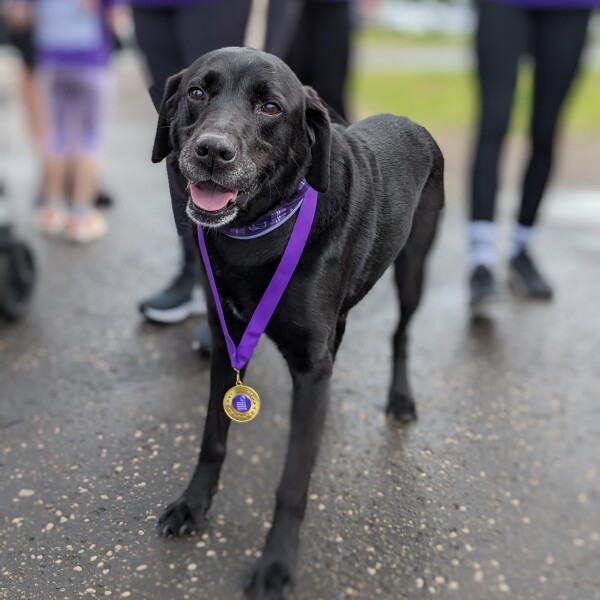 Dog sponsored walk