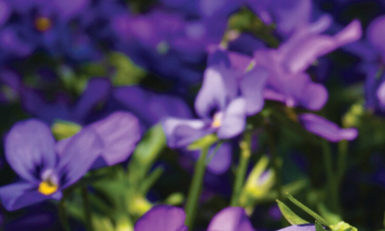 Forget Me Not Flowers